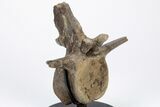 Fossil Pachycephalosaurus Vertebra with Metal Stand - Wyoming #211079-2